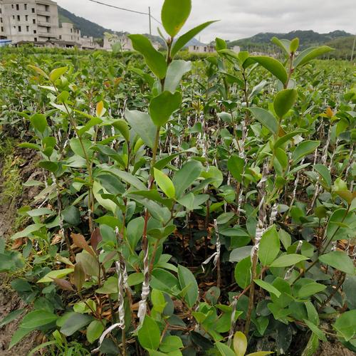 一年嫁接苗茶籽油茶种苗批发其他农作物种子,种苗产品天绿广西油茶苗