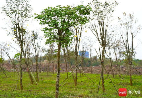 原创组图 为椰城添绿 植树节海口计划种植苗木3950株